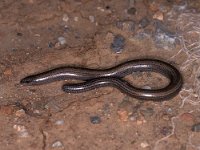 Ophiomorus punctatissimus, Greek Legless Skink