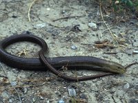 Ophisaurus apodus, European Glass Lizard