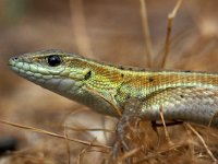 Ophisops elegans, Snake-eyed Lizard