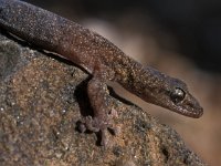 Phyllodactylus europaeus 1, Europese bladvingergekko, Saxifraga-Edo van Uchelen