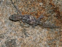 Phyllodactylus europaeus 2, Europese bladvingergekko, Saxifraga-Mark Zekhuis