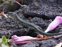 Podarcis dugesii 4, Madeira muurhagedis, Saxifraga-Bart Vastenhouw