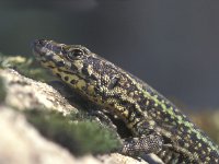 Podarcis hispanica 1, Spaanse muurhagedis, Saxifraga-Edo van Uchelen