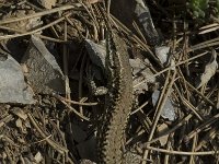 Podarcis muralis, Common Wall Lizard