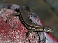 Podarcis muralis 10, Muurhagedis, Saxifraga-Edo van Uchelen