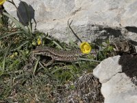 Podarcis muralis 105, Muurhagedis, Saxifraga-Willem van Kruijsbergen