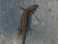 Podarcis muralis 11, Muurhagedis, female, Saxifraga-Willem van Kruijsbergen