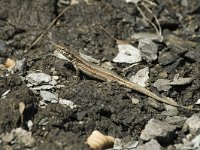 Podarcis muralis 12, Muurhagedis, female, Saxifraga-Jan van der Straaten