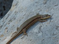 Podarcis muralis 14, Muurhagedis, female, Saxifraga-Willem van Kruijsbergen