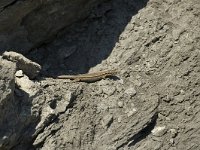 Podarcis muralis 15, Muurhagedis, female, Saxifraga-Jan van der Straaten