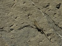 Podarcis muralis 16, Muurhagedis, female, Saxifraga-Jan van der Straaten