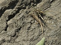 Podarcis muralis 17, Muurhagedis, female, Saxifraga-Jan van der Straaten