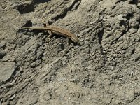 Podarcis muralis 18, Muurhagedis, female, Saxifraga-Jan van der Straaten