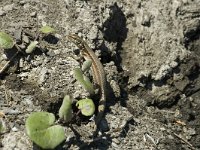 Podarcis muralis 19, Muurhagedis, female, Saxifraga-Jan van der Straaten