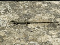 Podarcis muralis 2, Muurhagedis, Saxifraga-Jan van der Straaten