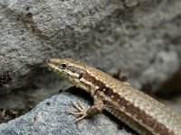 Podarcis muralis 20, Muurhagedis, female, Saxifraga-Jan van der Straaten