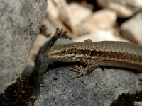 Podarcis muralis 21, Muurhagedis, female, Saxifraga-Marijke Verhagen