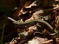 Podarcis muralis 23, Muurhagedis, male, Saxifraga-Willem van Kruijsbergen