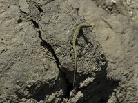 Podarcis muralis 24, Muurhagedis, male, Saxifraga-Jan van der Straaten