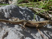 Podarcis muralis 25, Muurhagedis, male, Saxifraga-Willem van Kruijsbergen