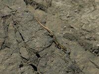 Podarcis muralis 26, Muurhagedis, male, Saxifraga-Jan van der Straaten