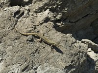 Podarcis muralis 27, Muurhagedis, male, Saxifraga-Jan van der Straaten