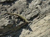 Podarcis muralis 28, Muurhagedis, male, Saxifraga-Jan van der Straaten