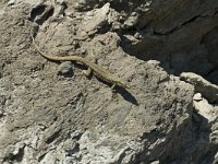 Podarcis muralis 29, Muurhagedis, male, Saxifraga-Jan van der Straaten