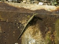 Podarcis muralis 3, Muurhagedis, Saxifraga-Jan van der Straaten