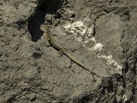 Podarcis muralis 30, Muurhagedis, male, Saxifraga-Jan van der Straaten