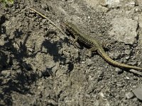 Podarcis muralis 31, Muurhagedis, male, Saxifraga-Jan van der Straaten