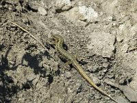 Podarcis muralis 32, Muurhagedis, male, Saxifraga-Jan van der Straaten