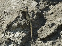 Podarcis muralis 33, Muurhagedis, male, Saxifraga-Jan van der Straaten