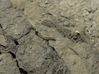 Podarcis muralis 34, Muurhagedis, male, Saxifraga-Jan van der Straaten