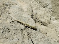 Podarcis muralis 35, Muurhagedis, male, Saxifraga-Jan van der Straaten