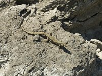 Podarcis muralis 36, Muurhagedis, male, Saxifraga-Jan van der Straaten