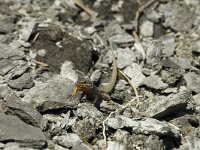 Podarcis muralis 38, Muurhagedis, male, Saxifraga-Jan van der Straaten