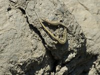 Podarcis muralis 39, Muurhagedis, pair, Saxifraga-Jan van der Straaten