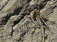 Podarcis muralis 40, Muurhagedis, pair, Saxifraga-Jan van der Straaten