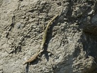 Podarcis muralis 41, Muurhagedis, pair, Saxifraga-Jan van der Straaten