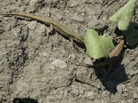 Podarcis muralis 42, Muurhagedis, pair, Saxifraga-Jan van der Straaten