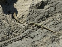 Podarcis muralis 43, Muurhagedis, pair, Saxifraga-Jan van der Straaten