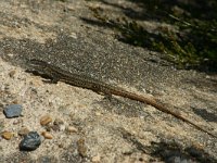 Podarcis muralis 45, Muurhagedis, Saxifraga-Dirk Hilbers