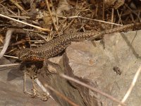 Podarcis muralis 46, Muurhagedis, Saxifraga-Kees Marijnissen