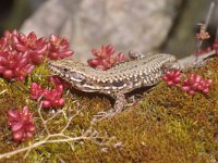 Podarcis muralis 47, Muurhagedis, Saxifraga-Kees Marijnissen