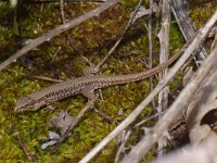 Podarcis muralis 49, Muurhagedis, Saxifraga-Kees Marijnissen