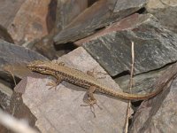 Podarcis muralis 50, Muurhagedis, Saxifraga-Kees Marijnissen