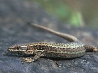 Podarcis muralis 51, Muurhagedis, Saxifraga-Edo van Uchelen