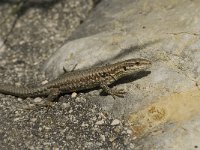 Podarcis muralis 53, Muurhagedis, Saxifraga-Jan van der Straaten