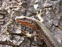 Podarcis muralis 54, Muurhagedis, Saxifraga-Al Vrezec